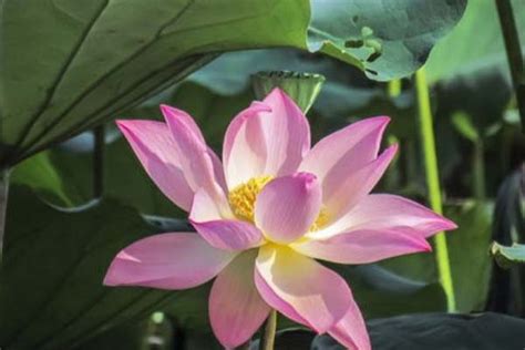 夏天代表植物|夏日花开，夏天的绿色盛宴（探寻夏季象征的15种植物…